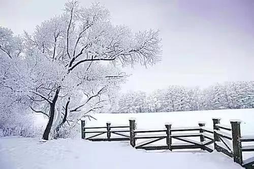 新品品鑒|東方傲雪 以雪為墨,繪就一抹遺世獨(圖2) 新品品鑒|東方傲雪 以雪為墨,繪就一抹遺世獨(圖2)